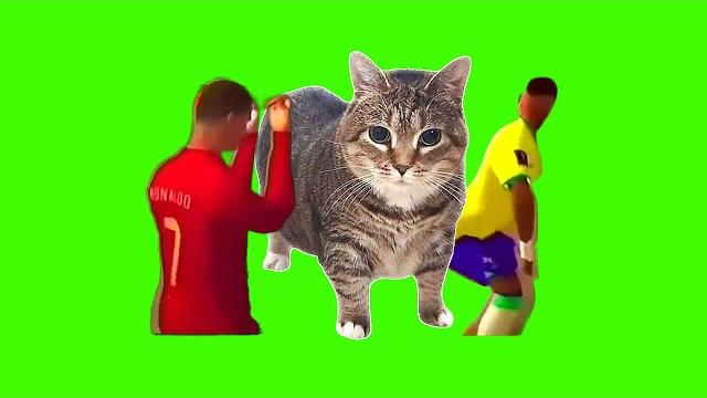 Oiia oiia ezi kuzi ciya te spinning cat Oiia oiia ezi kuzi ciya te spinning cat