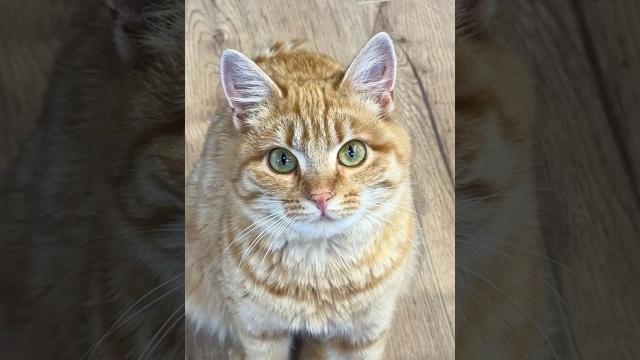We won't forget you simba ️ #simbochka #simba #teenytinysimba We won't forget you simba ️ #simbochka #simba #teenytinysimba