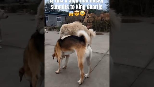 Love to see that rocky submits to alpha, they could be a great team praying for this. #dogs #ctto Love to see that rocky submits to alpha, they could be a great team praying for this. #dogs #ctto