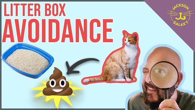 Why your cat poops outside the litterbox! Why your cat poops outside the litterbox!