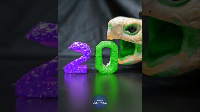 Asmr mukbang eating purple green 20 turtle tortoise Asmr mukbang eating purple green 20 turtle tortoise