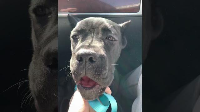Cane corso puppy joker Cane corso puppy joker