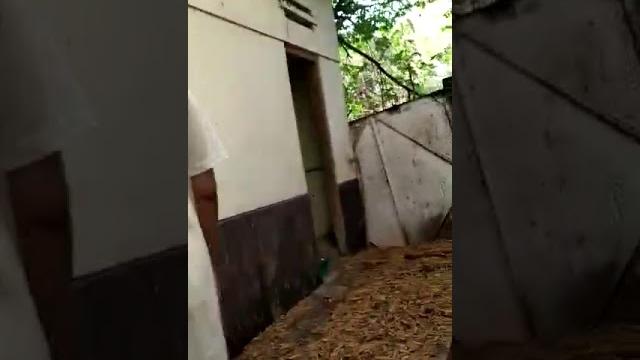 Kakek mesum di grebek warga Kakek mesum di grebek warga