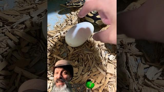 We found another egg! #molinarosnakelab #ballpython #royalpythons #diy #reptiles #babysnale #shorts We found another egg! #molinarosnakelab #ballpython #royalpythons #diy #reptiles #babysnale #shorts