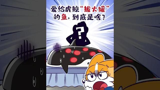 别看这鱼个头小,它敢给虎鲸“拔火罐”!#shorts #虎鲸 #达摩鲨 #我是小魔 别看这鱼个头小,它敢给虎鲸“拔火罐”!#shorts #虎鲸 #达摩鲨 #我是小魔