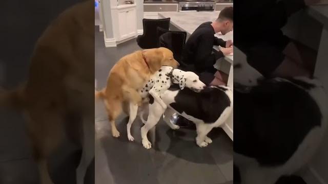 Dog threesome #sex #dog #threesome #shorts Dog threesome #sex #dog #threesome #shorts