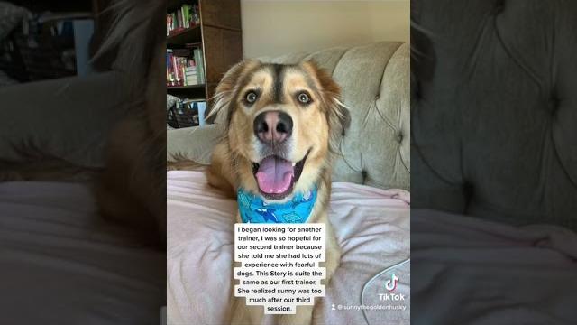 Sunny’s dog training journey pt.2 Sunny’s dog training journey pt.2