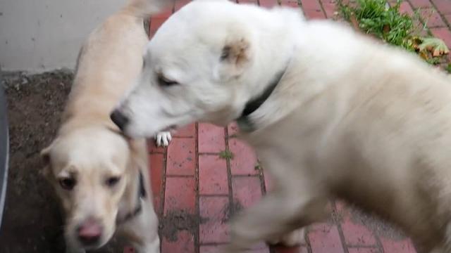 Алабай тайпан знакомится с лабрадорихой джесси Алабай тайпан знакомится с лабрадорихой джесси