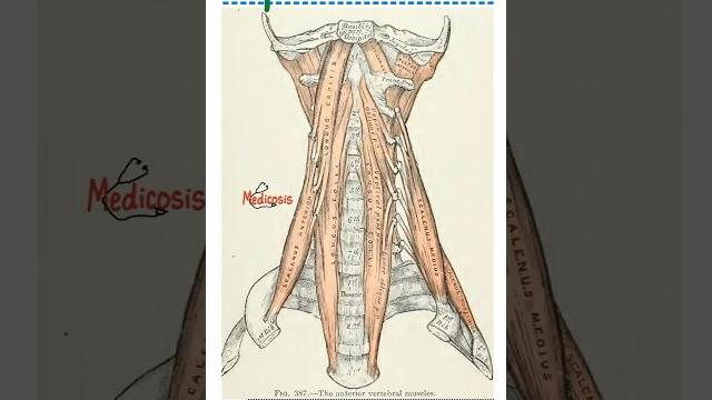 Muscles of spine - anatomy of back......#doctor #nurse #anatomy #physiology #biology #surgery Muscles of spine - anatomy of back......#doctor #nurse #anatomy #physiology #biology #surgery