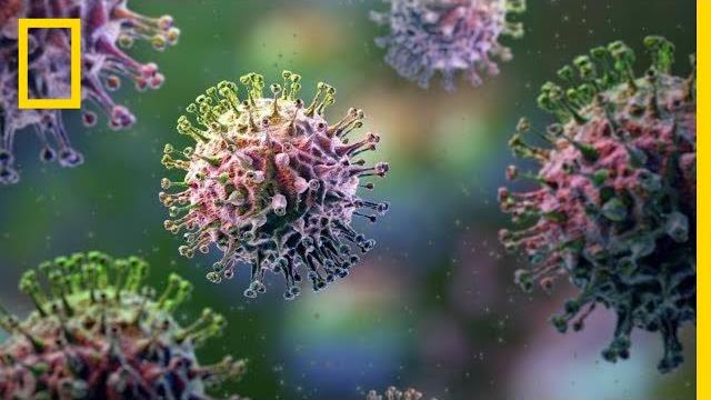 Flu virus 101 | national geographic Flu virus 101 | national geographic