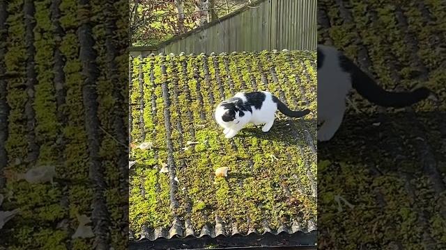 Pussy slips Pussy slips