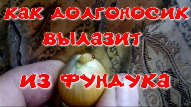 Как долгоносик вылазит из фундука? Как долгоносик вылазит из фундука?