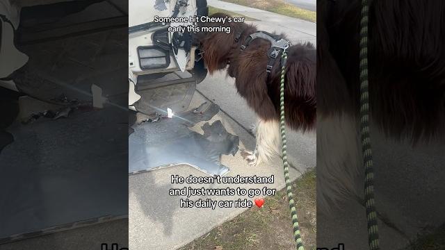 Car wreck #dogs #chewy #shorts #fyp Car wreck #dogs #chewy #shorts #fyp