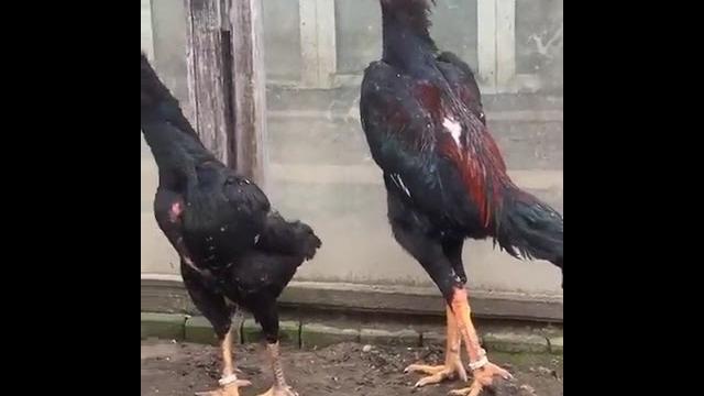 Dakan Dakan