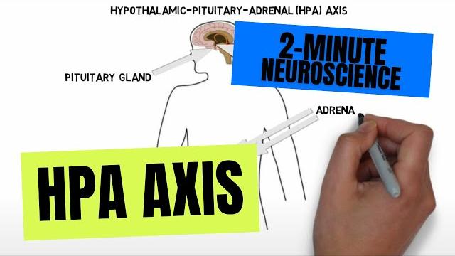 2-minute neuroscience: hpa axis 2-minute neuroscience: hpa axis
