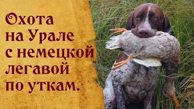 Утиная охота с курцхааром. сезон 2022. Утиная охота с курцхааром. сезон 2022.
