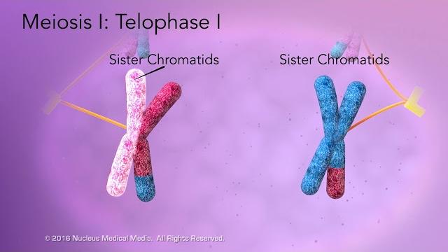 Meiosis Meiosis