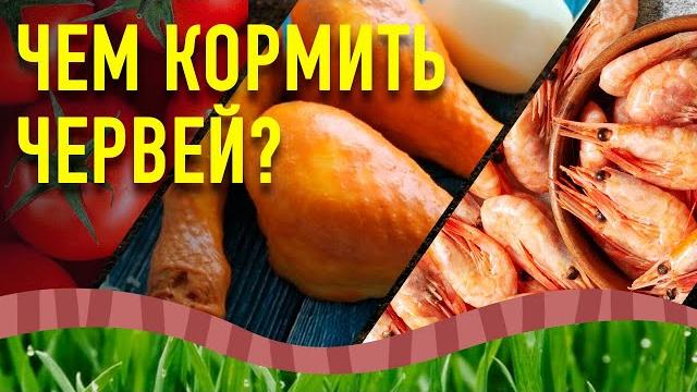 Чем и как кормить червей. корм для червей. часть 1. Чем и как кормить червей. корм для червей. часть 1.