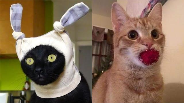 Коты 2022 смешные котики. новые приколы с котами до слез. я смеялся час funny cats 2022-2021 Коты 2022 смешные котики. новые приколы с котами до слез. я смеялся час funny cats 2022-2021