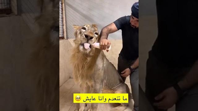 Caring for a sick lion with a genetic disease Caring for a sick lion with a genetic disease
