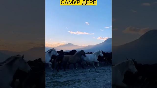 Самурская долина-самур дере.живописный край. #дагестан #самур #ахты #зрых #магарамкент #лезги_чилер Самурская долина-самур дере.живописный край. #дагестан #самур #ахты #зрых #магарамкент #лезги_чилер