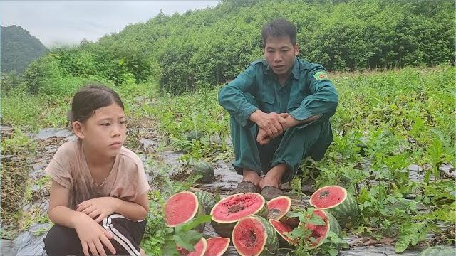 The misfortune of the uncle and little thu when the watermelon garden was completely ruined The misfortune of the uncle and little thu when the watermelon garden was completely ruined