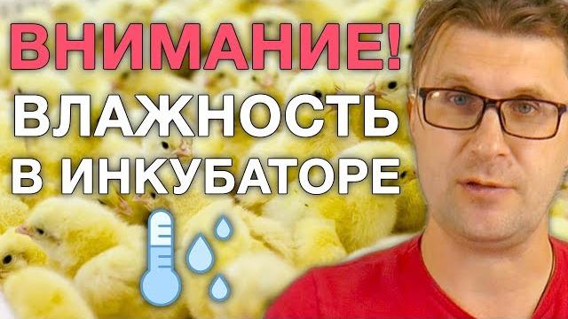 Школа инкубаторостроения №9: влажность в инкубаторе и методы увлажнения. как правильно?! Школа инкубаторостроения №9: влажность в инкубаторе и методы увлажнения. как правильно?!