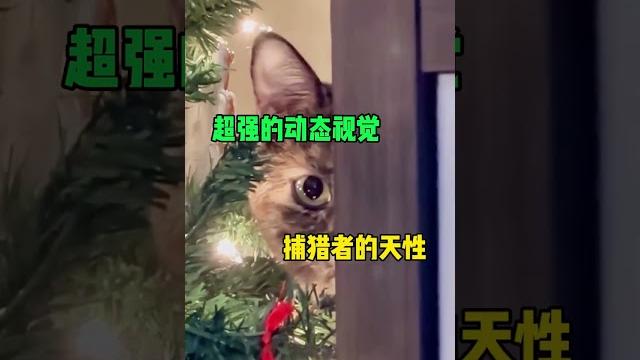 为啥猫喜欢看主人羞羞行为 并且还很喜欢?why do cats like to watch their owners behave shyly and like it very much?#猫咪知识 为啥猫喜欢看主人羞羞行为 并且还很喜欢?why do cats like to watch their owners behave shyly and like it very much?#猫咪知识
