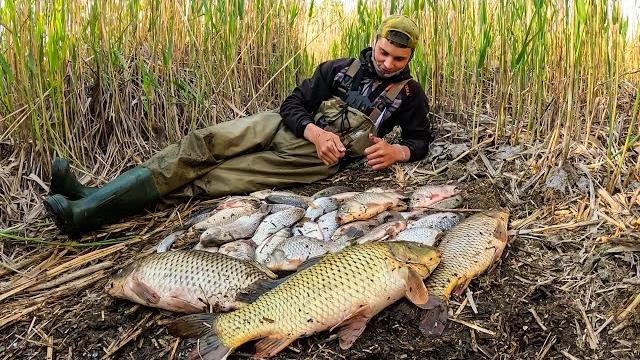 Дикие сазаны рвут эмоции! это болото кишит крупной рыбой! сазан на боковой кивок. рыбалка 2025 Дикие сазаны рвут эмоции! это болото кишит крупной рыбой! сазан на боковой кивок. рыбалка 2025