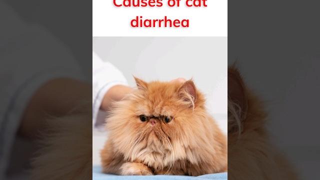 Causes of cat diarrhea Causes of cat diarrhea