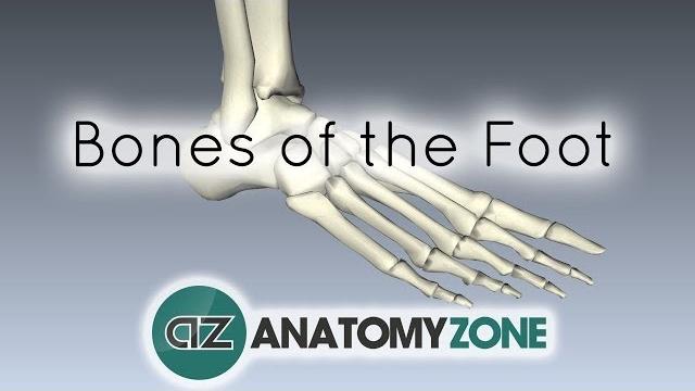 Bones of the foot - anatomy tutorial Bones of the foot - anatomy tutorial