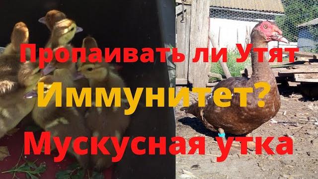 Почему умирают мускусные утята чем пропаивать мускусных утят тяжелой линии падеж мускусных утят Почему умирают мускусные утята чем пропаивать мускусных утят тяжелой линии падеж мускусных утят