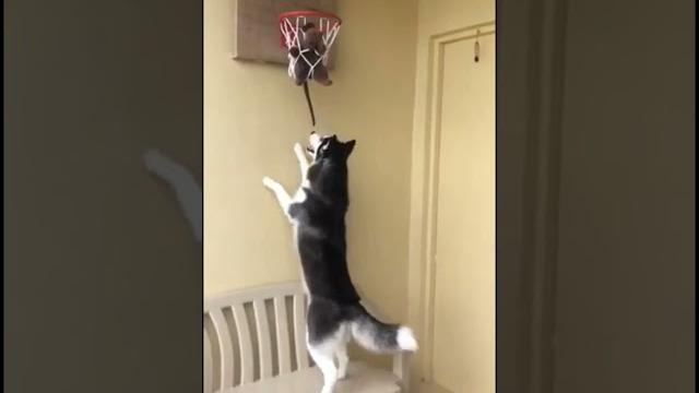 My husky chasing the mouse My husky chasing the mouse
