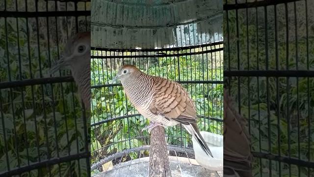 Pemula mohon di like & subcribe #perkututgacor #perkutut #pancinganperkutut #perkututlokalgacor Pemula mohon di like & subcribe #perkututgacor #perkutut #pancinganperkutut #perkututlokalgacor