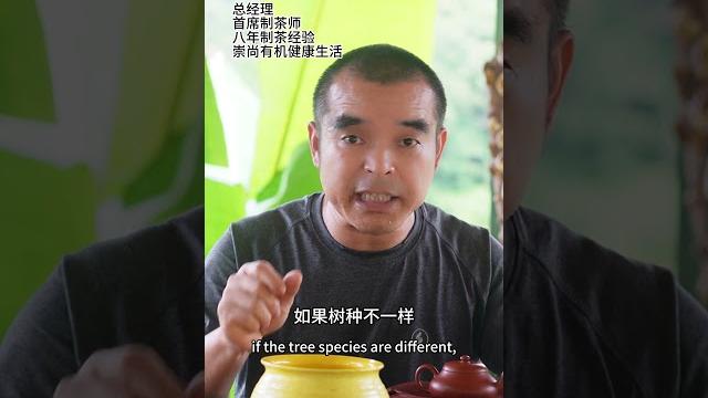 古树茶避坑指南,茶农经验分享#古树茶 #普洱茶避坑 #茶农 #金色东方古茶庄园 古树茶避坑指南,茶农经验分享#古树茶 #普洱茶避坑 #茶农 #金色东方古茶庄园