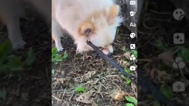 #приколы #смешныевидео #шпиц #юмор #приколы #смешныевидео #шпиц #юмор