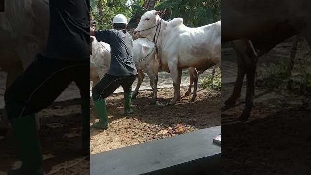 Kawin sapi alami lucu Kawin sapi alami lucu