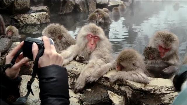 Snow monkeys soak in hot springs of japan Snow monkeys soak in hot springs of japan