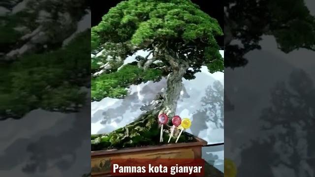 Bonsai kelas bintang Bonsai kelas bintang