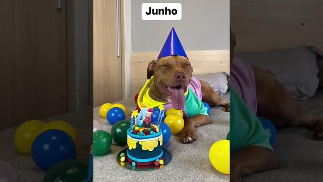 Qual o mês do seu aniversário? #animaisfofos #shortsviral #pitbull #shorts #shortsyoutube Qual o mês do seu aniversário? #animaisfofos #shortsviral #pitbull #shorts #shortsyoutube