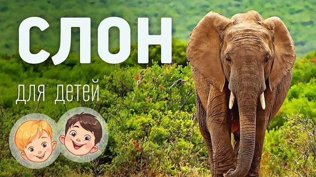 Слон. видео про животных для детей 3+ Слон. видео про животных для детей 3+