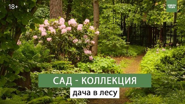 Красивый сад своими руками необычные растения Красивый сад своими руками необычные растения