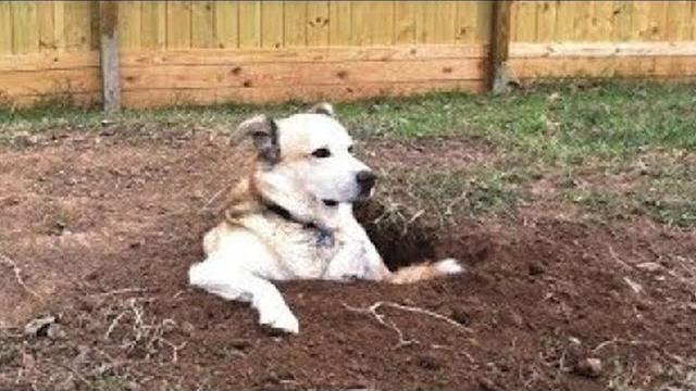Попробуй не засмейся! смешные коты и собаки Попробуй не засмейся! смешные коты и собаки
