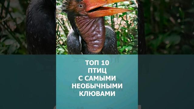 Топ 10 птиц с самыми необычными клювами #птицы #топ10 #комарик #шортс #shorts #комарик Топ 10 птиц с самыми необычными клювами #птицы #топ10 #комарик #шортс #shorts #комарик