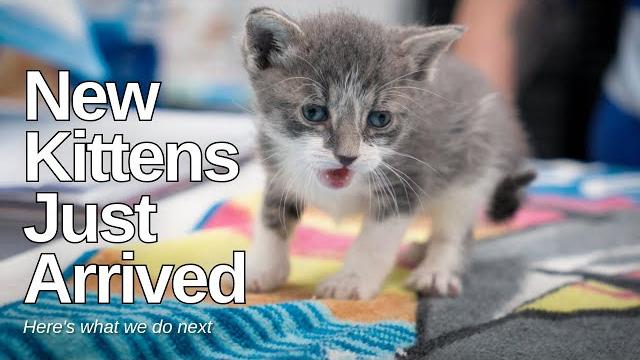 New kittens just arrived—here's what we do next New kittens just arrived—here's what we do next