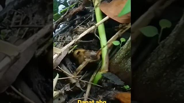 Mancing belut dapat abg montok #shorts Mancing belut dapat abg montok #shorts