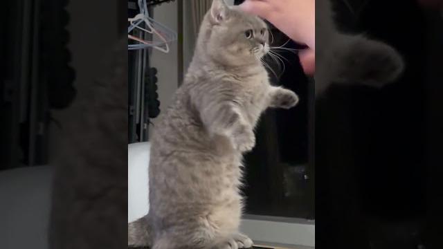 #cute #cat #cute #cat