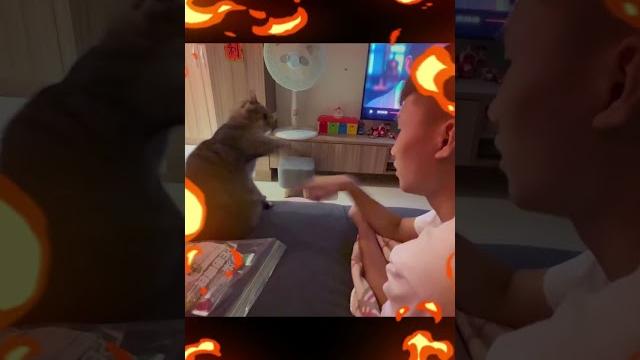 不要挑戰我 #搞笑貓咪 #cat #funnycats #shorts 不要挑戰我 #搞笑貓咪 #cat #funnycats #shorts
