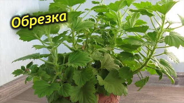 Особенности обрезки королевской герани. Особенности обрезки королевской герани.