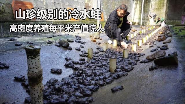 第一次见大规模出售石蛙,满地都是爬行的人民币,这场面超震撼 第一次见大规模出售石蛙,满地都是爬行的人民币,这场面超震撼